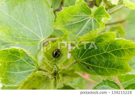 A close-up of a ladybug resting on a bright green leaf. 139215228