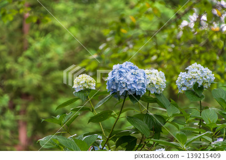 Light blue hydrangeas blooming in a row against the backdrop of the forest's greenery. Light blue hydrangeas blooming in a row against the backdrop of the forest's greenery. 139215409