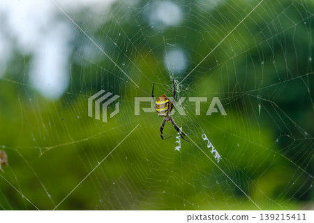 一隻體型修長的金絲蛛在蛛網中央等待獵物。 一隻體型修長的金絲蛛在蛛網中央等待獵物。 139215411