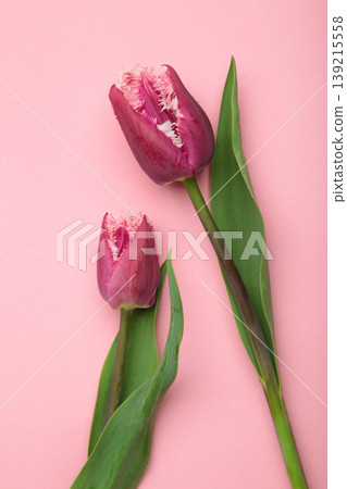 Pink fringed tulips on pink background. Vertical photo 139215558