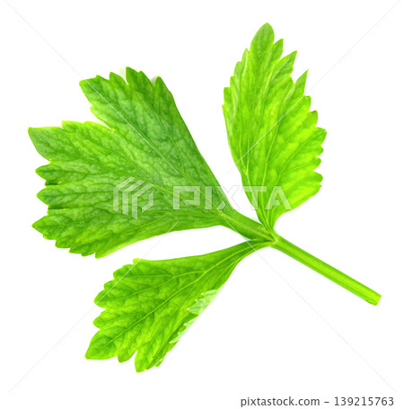 Fresh single green celery leaf isolated. Macro shot showing detailed organic texture of healthy herb sprig. Perfect for culinary use, food, and wellness stock photography themes. Fresh single green celery leaf isolated. Macro shot showing detailed organic texture of healthy herb sprig. Perfect for culinary use, food, and wellness stock photography themes. 139215763