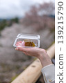 一隻女人的手拿著一個櫻花年糕，背景是模糊的櫻花樹。 139215790