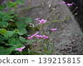 在自然花園中，樹根下盛開著粉紅色的小酢漿草花。 139215815