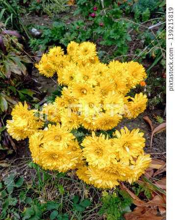 yellow flower in the garden 139215819