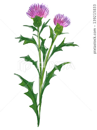 A hand-painted watercolor illustration of blooming thistle flowers. A hand-painted watercolor illustration of blooming thistle flowers. 139215833