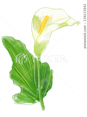 A hand-painted watercolor illustration of blooming colorful flowers. A hand-painted watercolor illustration of blooming colorful flowers. 139215842