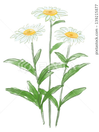A hand-painted watercolor illustration of blooming Shasta daisies. A hand-painted watercolor illustration of blooming Shasta daisies. 139215877