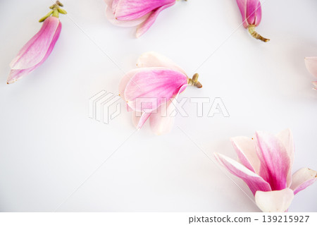 gentle spring magnolia flowers layout with copy space and minimal design gentle spring magnolia flowers layout with copy space and minimal design 139215927