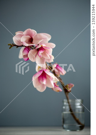 closeup of pink orchid blossom with soft natural light background closeup of pink orchid blossom with soft natural light background 139215944