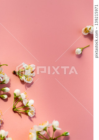 fresh cherry blossom flowers with buds on pink minimal backdrop fresh cherry blossom flowers with buds on pink minimal backdrop 139215971