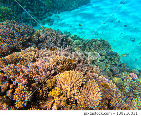 Underwater coral reef on Red sea. Egypt. Tropical sea underwater fishes on reef. Aquarium oceanarium wildlife colorful marine panorama landscape nature snorkel diving ocean sea snorkeling coral fish Underwater coral reef on Red sea. Egypt. Tropical sea underwater fishes on reef. Aquarium oceanarium wildlife colorful marine panorama landscape nature snorkel diving ocean sea snorkeling coral fish 139216011