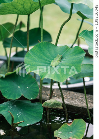 A small frog relaxing on a large lotus leaf. A small frog relaxing on a large lotus leaf. 139216048