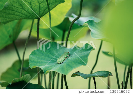 A small frog relaxing on a large lotus leaf. A small frog relaxing on a large lotus leaf. 139216052