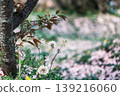 春天的公園裡，蒲公英的絨毛和飄落的櫻花花瓣散落在樹下。 139216060