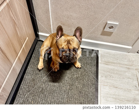 a French bulldog dog of fawn color, young and energetic at home a French bulldog dog of fawn color, young and energetic at home 139216110