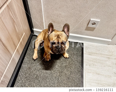 a French bulldog dog of fawn color, young and energetic at home a French bulldog dog of fawn color, young and energetic at home 139216111