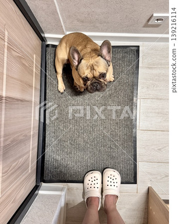 a French bulldog dog of fawn color, young and energetic at home 139216114