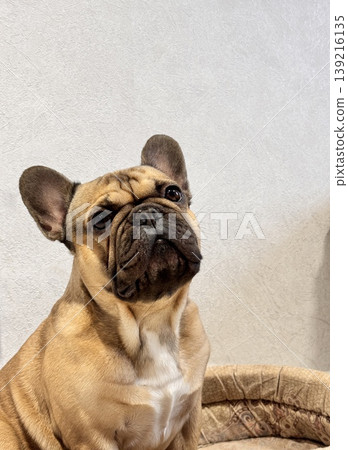 a French bulldog dog of fawn color, young and energetic at home a French bulldog dog of fawn color, young and energetic at home 139216135