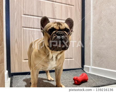 a French bulldog dog of fawn color, young and energetic at home a French bulldog dog of fawn color, young and energetic at home 139216136