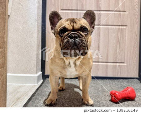 a French bulldog dog of fawn color, young and energetic at home a French bulldog dog of fawn color, young and energetic at home 139216149