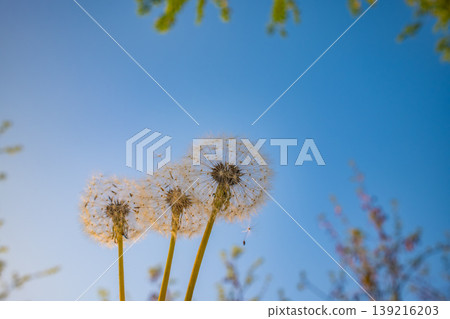 Three white dandelion seed heads on stems against clear blue sky Three white dandelion seed heads on stems against clear blue sky 139216203