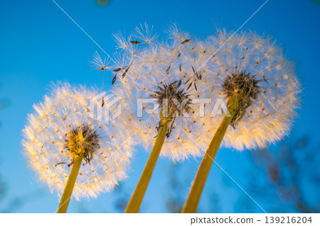white dandelion seed heads on stems against clear blue sky white dandelion seed heads on stems against clear blue sky 139216204
