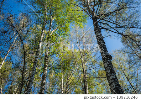 Low angle view of birch tree branches against clear blue sky in forest Low angle view of birch tree branches against clear blue sky in forest 139216246