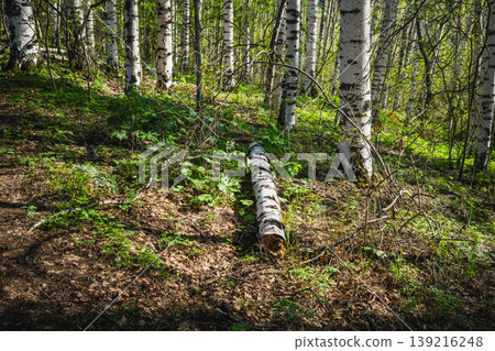 Dense birch tree forest with green undergrowth vegetation Dense birch tree forest with green undergrowth vegetation 139216248