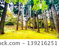 Trees where the autumn leaves have begun 139216251