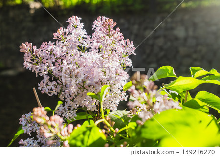 Delicate pink lilac flowers blooming on branch with green leaves closeup Delicate pink lilac flowers blooming on branch with green leaves closeup 139216270