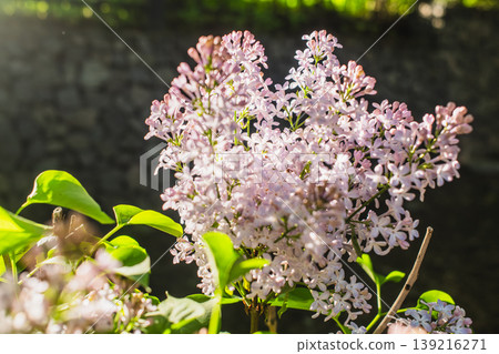 Delicate pink lilac flowers blooming on branch with green leaves Delicate pink lilac flowers blooming on branch with green leaves 139216271