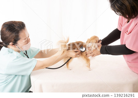 The hands of a veterinarian and nurse examining a Chihuahua. The hands of a veterinarian and nurse examining a Chihuahua. 139216291