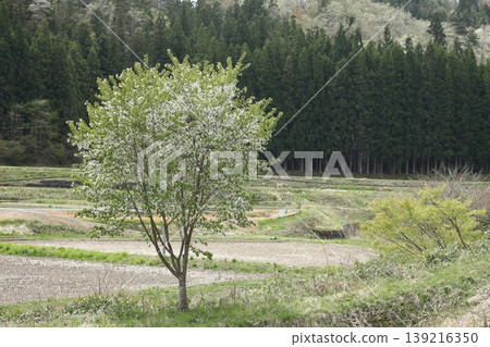 A single white-flowered tree in the countryside 139216350