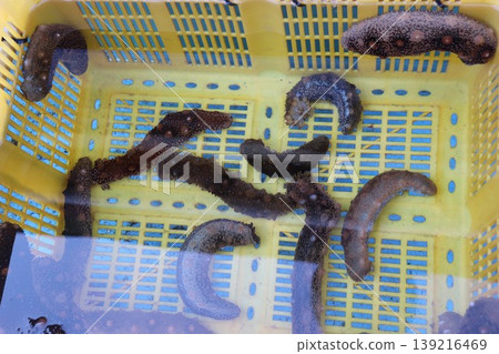 Sea cucumber submerged in water Sea cucumber submerged in water 139216469