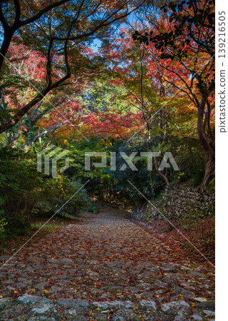 Autumn foliage scenery at Tobayama Park in Hamamatsu City (Shizuoka Prefecture) Autumn foliage scenery at Tobayama Park in Hamamatsu City (Shizuoka Prefecture) 139216505