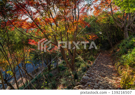 Autumn foliage scenery at Tobayama Park in Hamamatsu City (Shizuoka Prefecture) 139216507