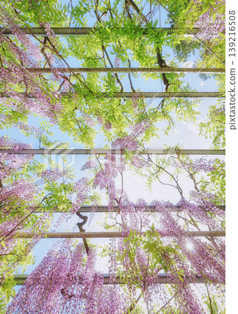 A landscape of fresh greenery and wisteria blossoms A landscape of fresh greenery and wisteria blossoms 139216508