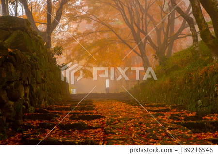 Autumn leaves along the approach to Hyakusaiji Temple in Shiga Prefecture 139216546