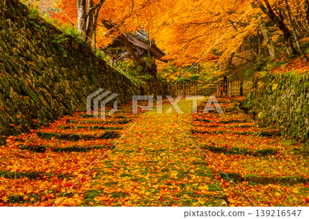 Autumn foliage at Hyakusaiji Temple in Shiga Prefecture (main approach and main gate) Autumn foliage at Hyakusaiji Temple in Shiga Prefecture (main approach and main gate) 139216547