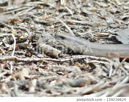Slow worm reptile moving through dry forest floor Slow worm reptile moving through dry forest floor 139216624