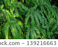 Grass 139216663