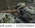 Driftwood 139216664