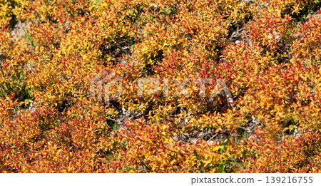Japanese spiraea , a beautiful background of orange foliage Japanese spiraea , a beautiful background of orange foliage 139216755