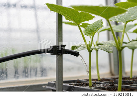 Drip irrigation system watering young cucumber plants in a greenhouse with water droplets on leaves 139216813