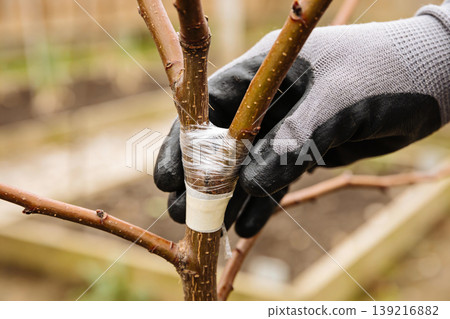 Gardener's gloved hands grafting a young fruit tree branch with tape and plastic wrap Gardener's gloved hands grafting a young fruit tree branch with tape and plastic wrap 139216882