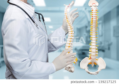 Spine model anatomy Spine model anatomy 139217125