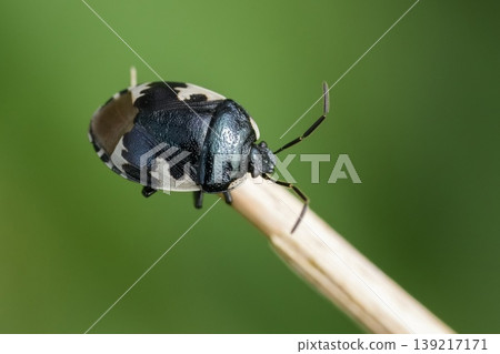 Tritomegas bicolor, the pied shield bug on Stem in Macro View Captures Nature's Intricate Details and Beauty Close Up, Tritomegas bicolor, the pied shield bug on Stem in Macro View Captures Nature's Intricate Details and Beauty Close Up, 139217171