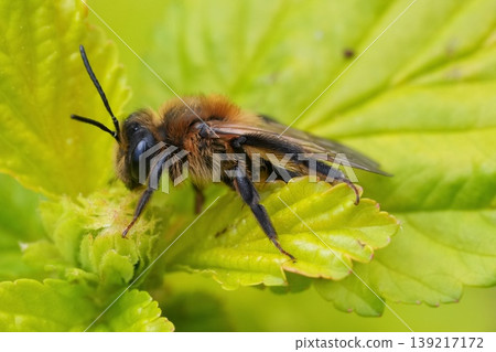 Closeup on a hairy female Chocolate mining bee , Andrena scotica on a green leaf Closeup on a hairy female Chocolate mining bee , Andrena scotica on a green leaf 139217172