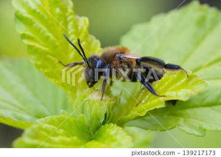 Closeup on a hairy male Chocolate mining bee , Andrena scotica on sandy soil Closeup on a hairy male Chocolate mining bee , Andrena scotica on sandy soil 139217173