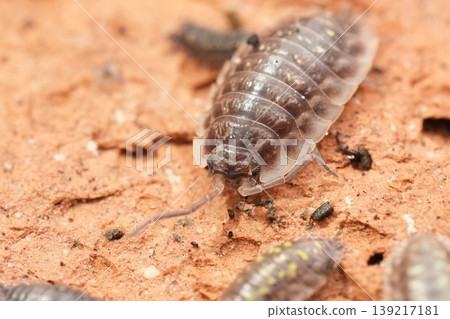 Close Up of a Pillbug on a Brick Surface, Showcases Entomology and Detailed Crustacean Biology 139217181